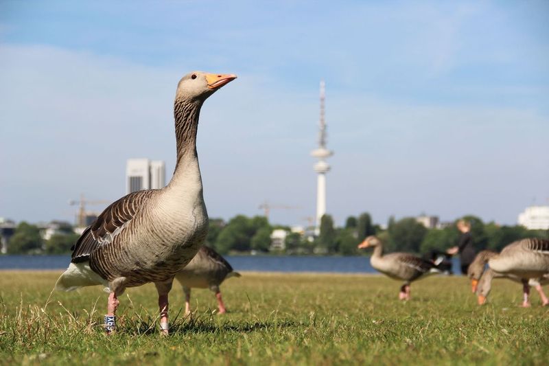 Gans Hamburg