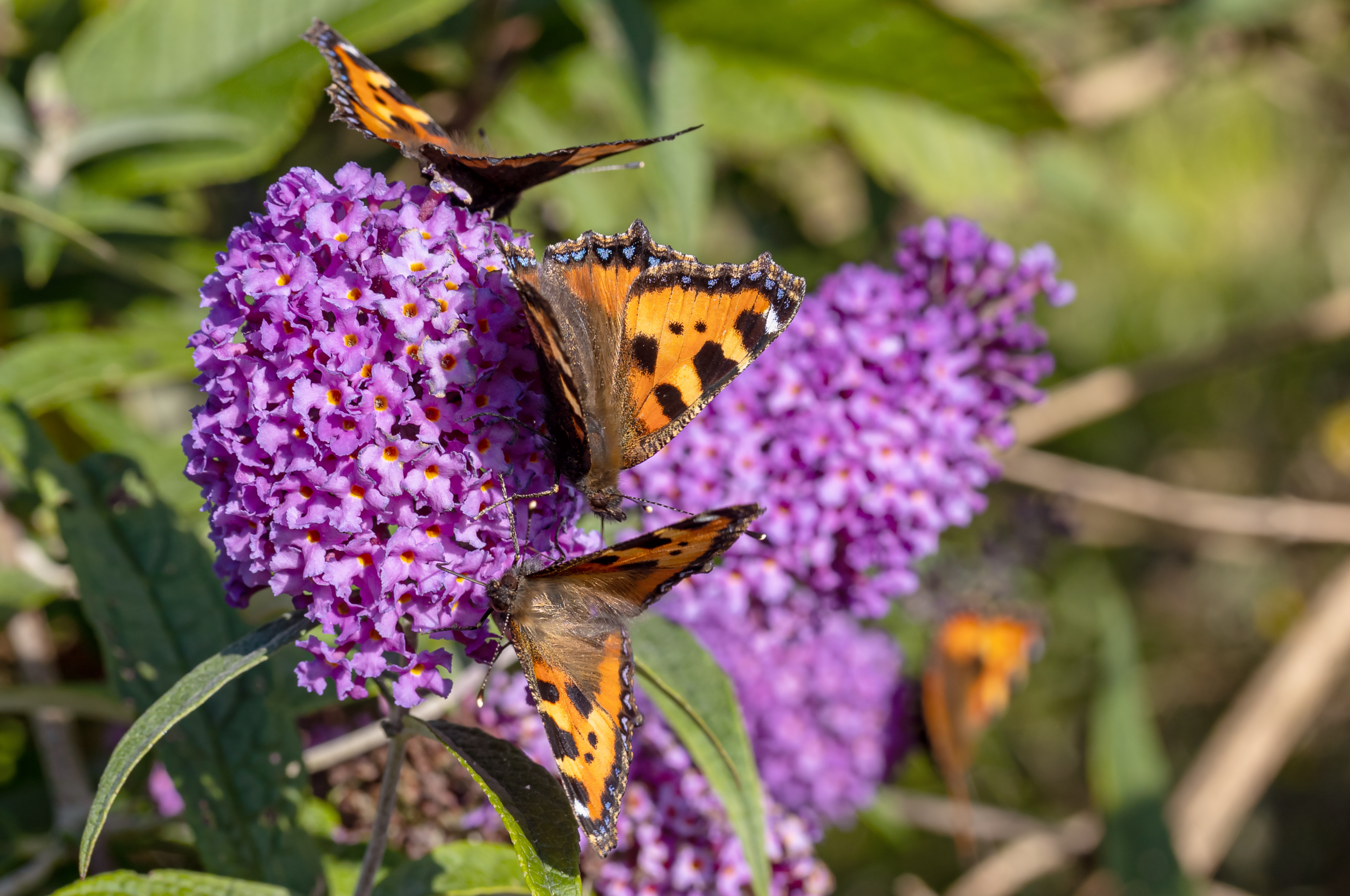 Schmetterlinge