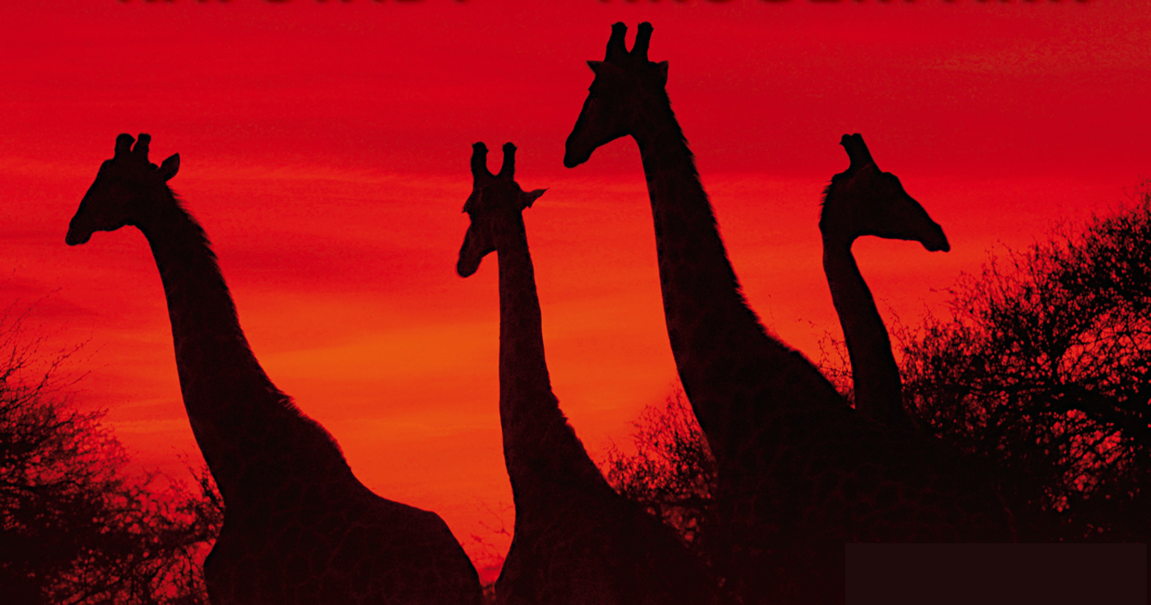 imx Suedafrika_AnetaDirk_Giraffen_2023