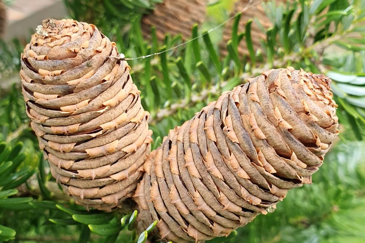 Workshop-Nadelbäume