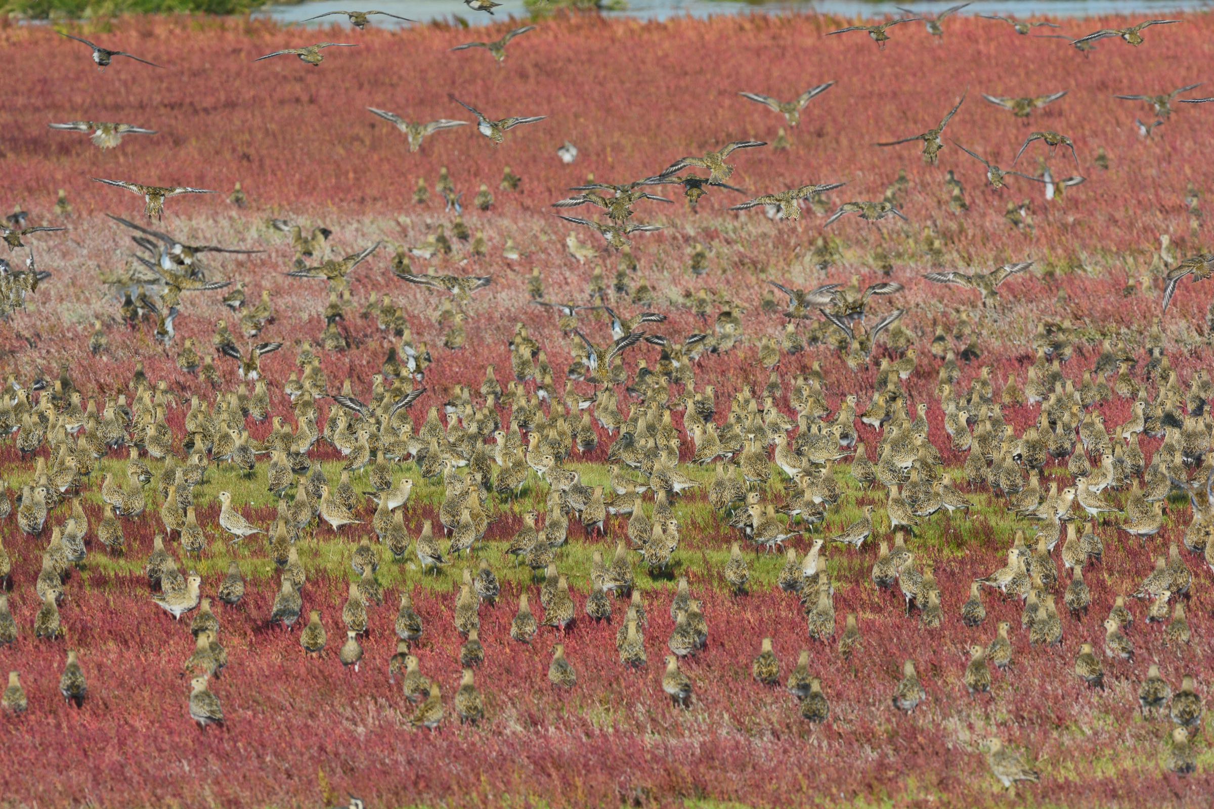 Goldregenpfeifer rasten im Schwarm in roter Herbstwiese